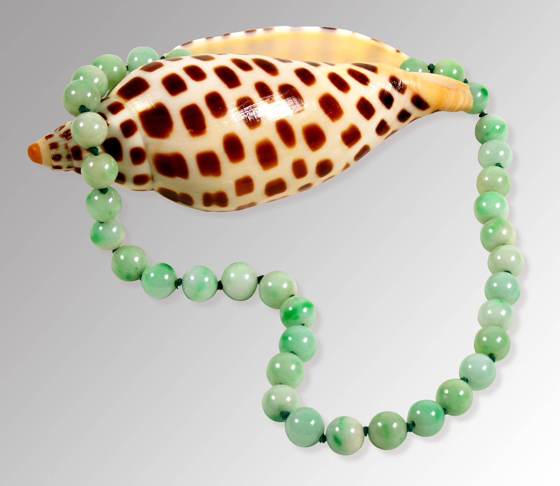 Shell with Beads